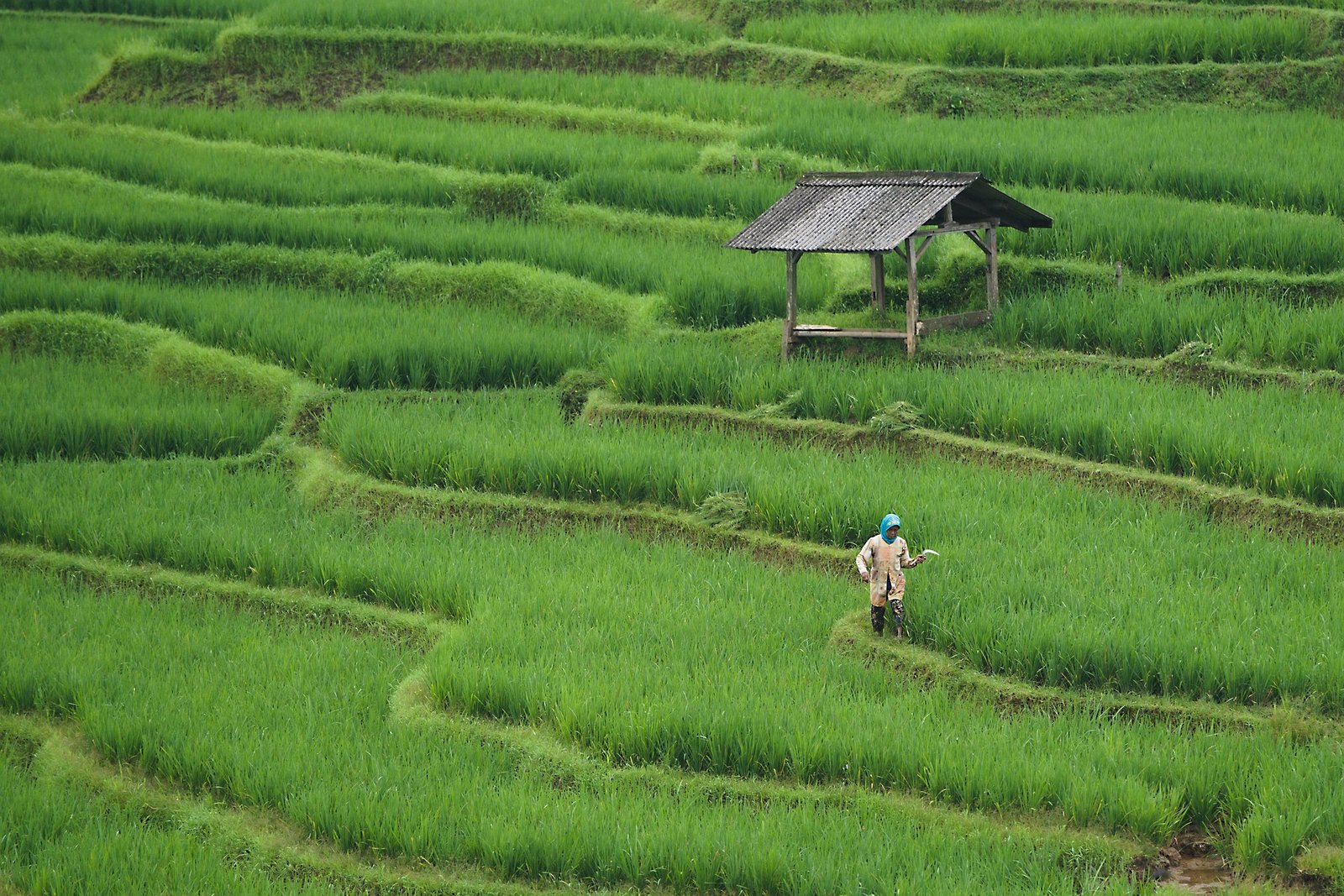 ignartonosbg-rice-field-7890204_1920